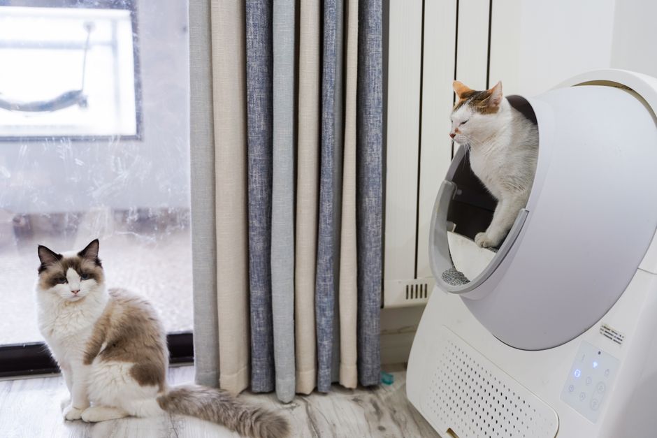 Kedi Kumu Koku Giderici Ürünler ile Temiz Bir Ortam