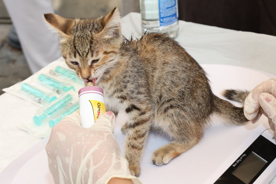 Yavru Kediler İçin En Besleyici Mama Seçenekleri